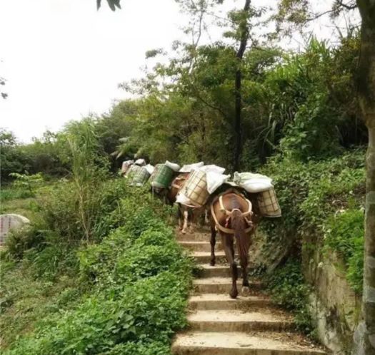 韶关山区马帮运输