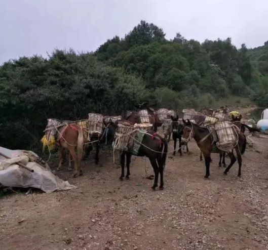 韶关山区骡子运输队