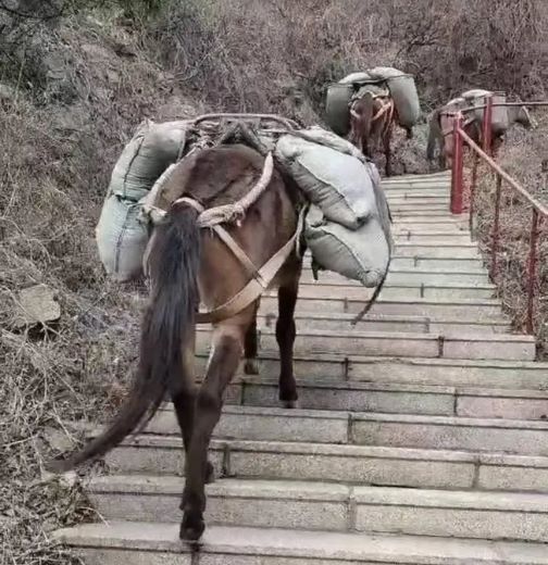 韶关骡马运输